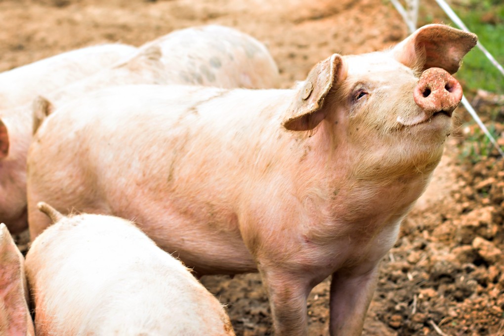 Pork sales in Britain fall not only behind beef but other meats, too. In Asia it is the meat of choice. Photo: Shutterstock