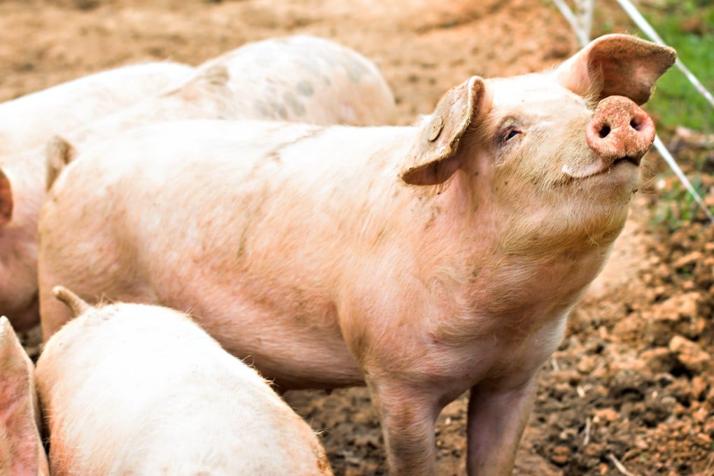Pork sales in Britain fall not only behind beef but other meats, too. In Asia it is the meat of choice. Photo: Shutterstock