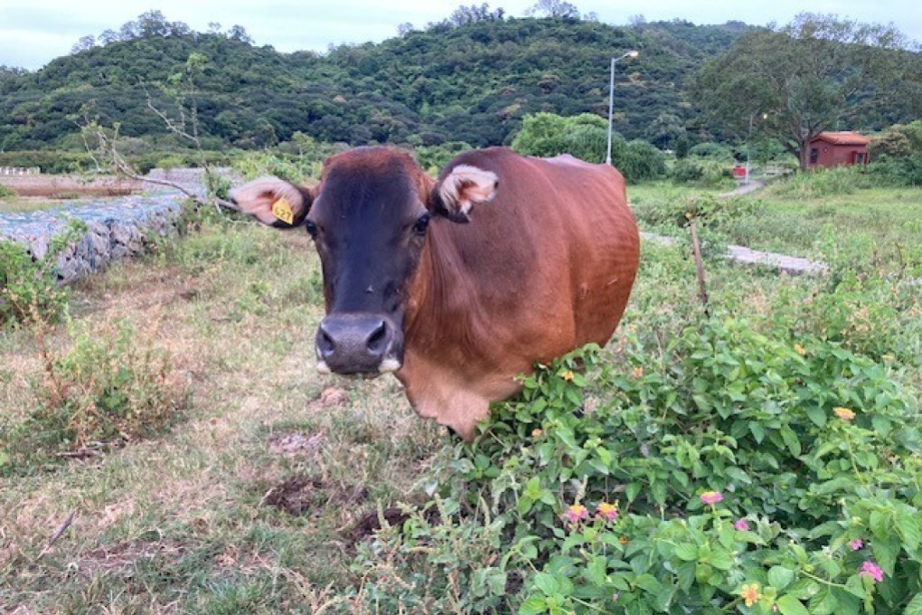 Hong Kong’s expensive. Who moo? Photo: Neil Newman