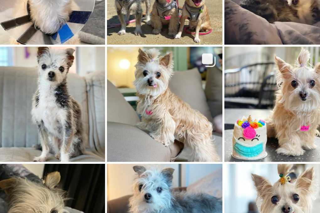 Forget Kylie Jenner or Bella Hadid – the influencers that are taking over Instagram during lockdown are canine – like those pictured on @ellabeanthedog. Photo: Instagram/@ellabeanthedog