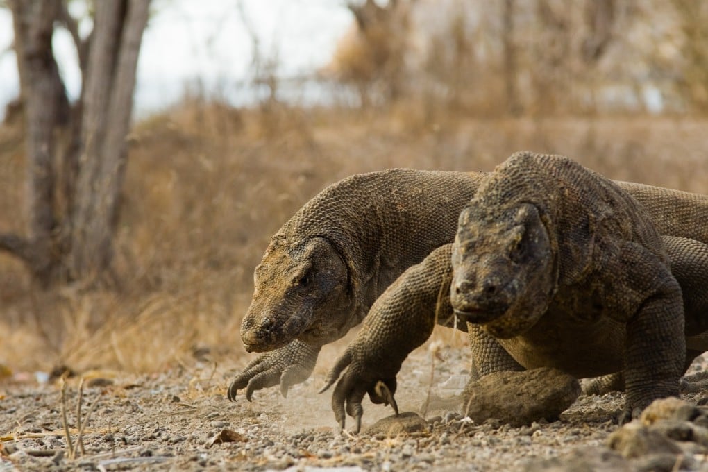 Komodo dragons in Komodo National Park, in Indonesia. Photo: Shutterstock