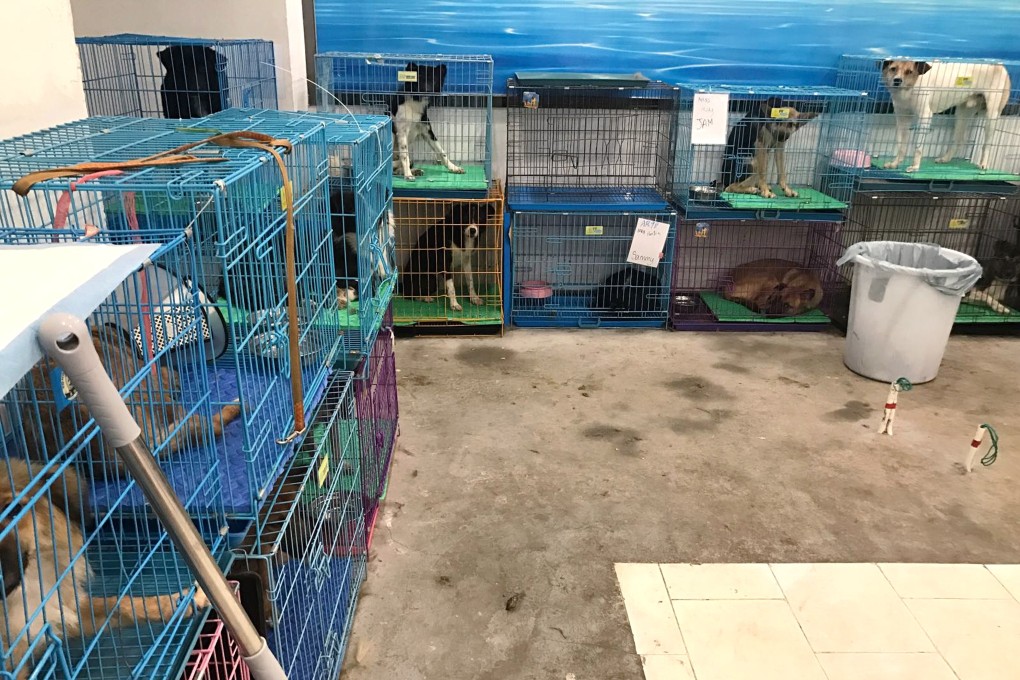 Rescued dogs being moved to a temporary shelter in Shenzhen while waiting for a new home. Photo: Natalie Phan