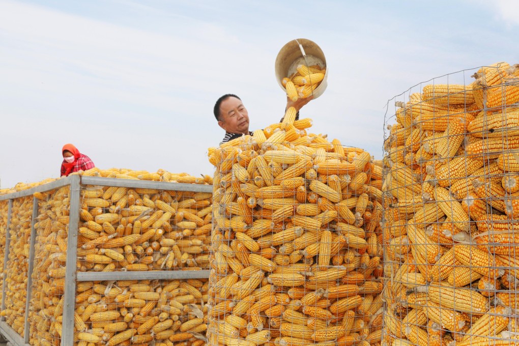 China has designated corn as one of its strategic grains – one that is a crucial ingredient in animal feel, alcohol and ethanol fuel. Photo: Xinhua