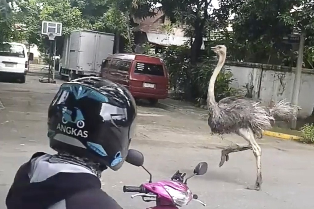 An escaped ostrich is seen running down a street in Quezon City, Metro Manila on Tuesday. Two ostriches were later captured by security guards. Photo: Facebook