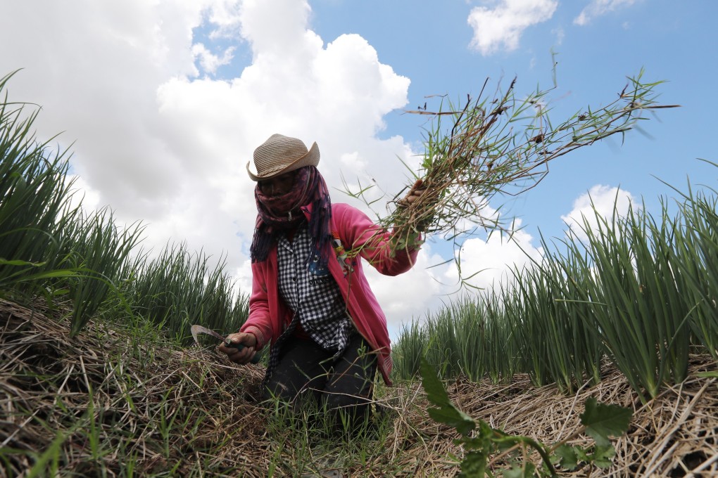 A farmer works in a field in Cambodia. At least 3,000 people were displaced from their land after it was allocated to local subsidiaries of Mitr Phol for sugar plantations. Photo: EPA-EFE