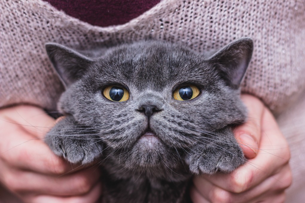 A Scottish shorthair cat. A different Scottish shorthair living in Hong Kong was confirmed to have tested positive for Covid-19 on Wednesday. Photo: Shutterstock