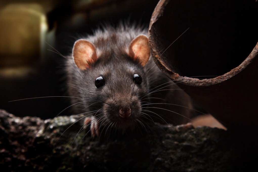 Bubonic plague is a highly infectious and often fatal disease that is spread mostly by rodents. Photo: Shutterstock