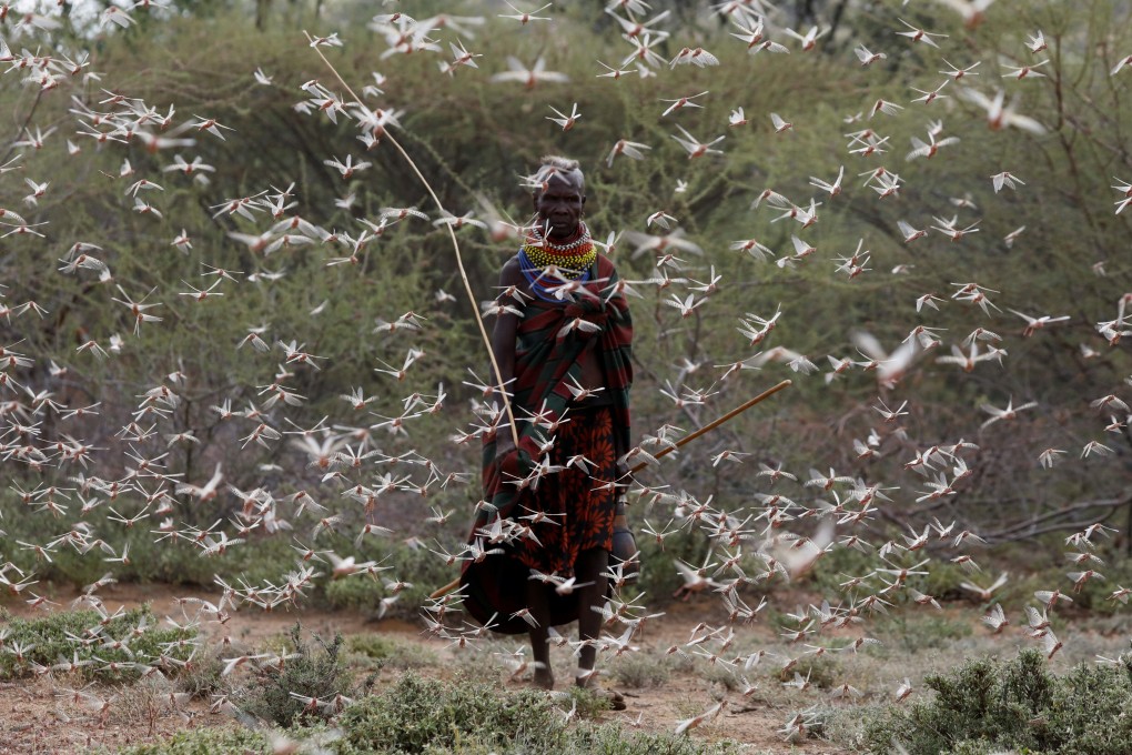 A swarm of desert locusts in Kenya. File photo: Reuters
