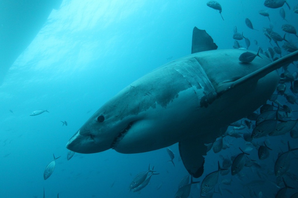 The women was treated at the scene and then flown to hospital. Photo: Shutterstock