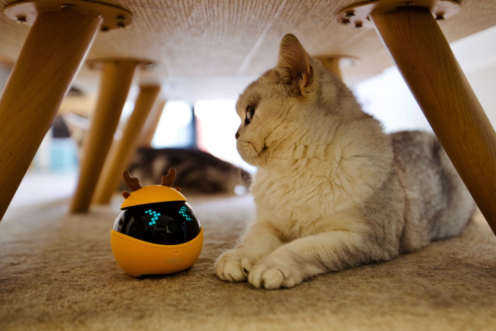 Ebo, a smart cat companion robot developed by Shenzhen based startup Enabot. Photo: Handout