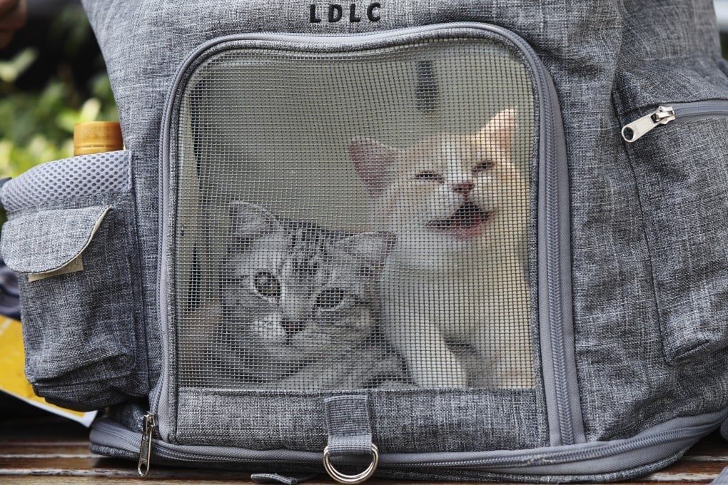 Two kittens look out of a carry-on cat backpack on a bench at the lake bank of Shichahai in Beijing on August 8, 2020. Photo: SCMP/Simon Song