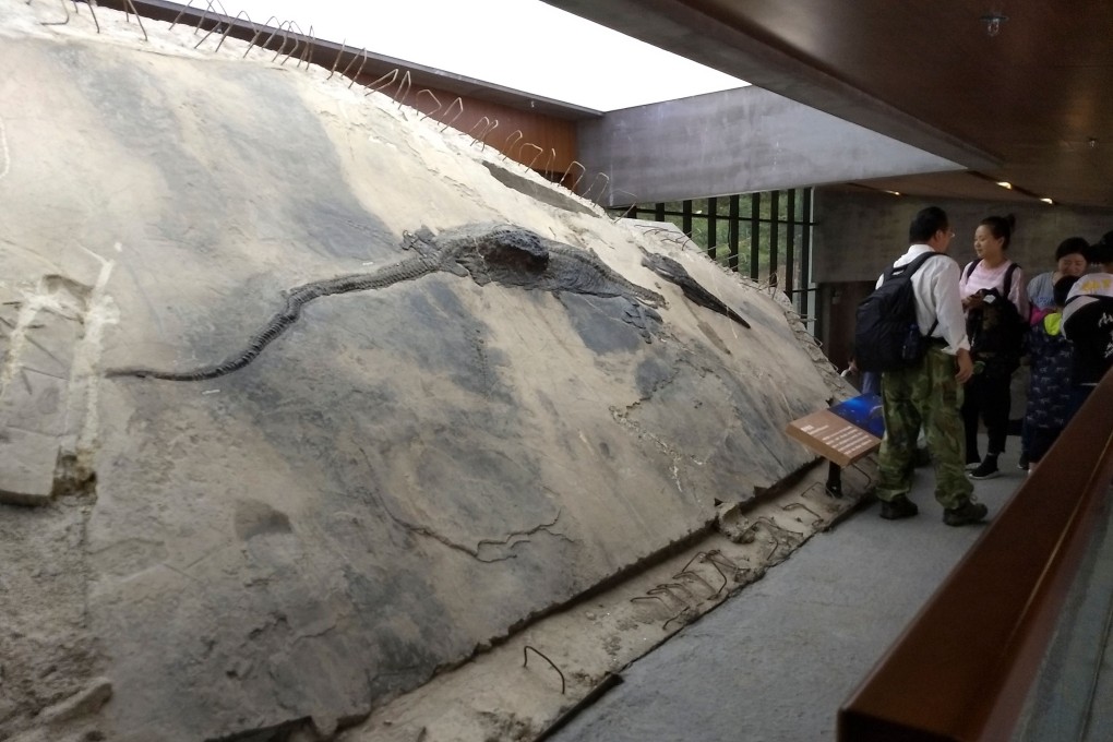 An ichthyosaur specimen with its stomach contents visible as a block that extrudes from its body is displayed near the entrance of the Xingyi Geopark Museum in Guizhou. Photo: Ryosuke Motani via AFP