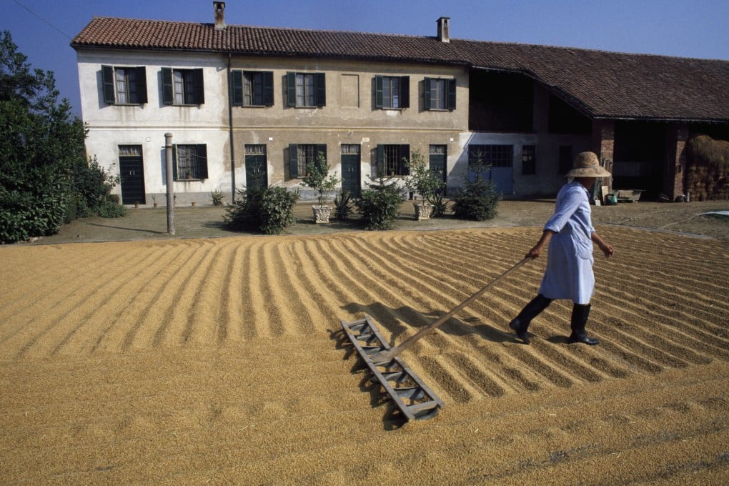 A labourer rakes rice for drying in the farmyard of a farmhouse in Cergnago, Lombardy, Italy. The region nicknamed “Little China” is the centre of Italy’s risotto rice industry. Photo: Getty Images