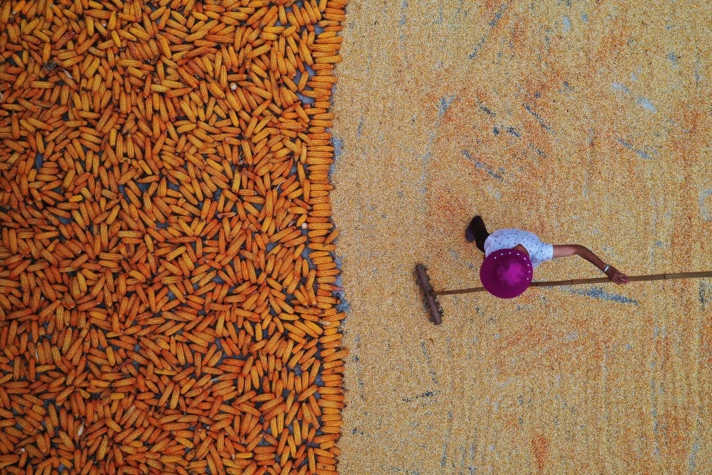 Concerns are mounting about China’s grain supply this year, despite government assurances there is no shortage. Photo: Getty Images