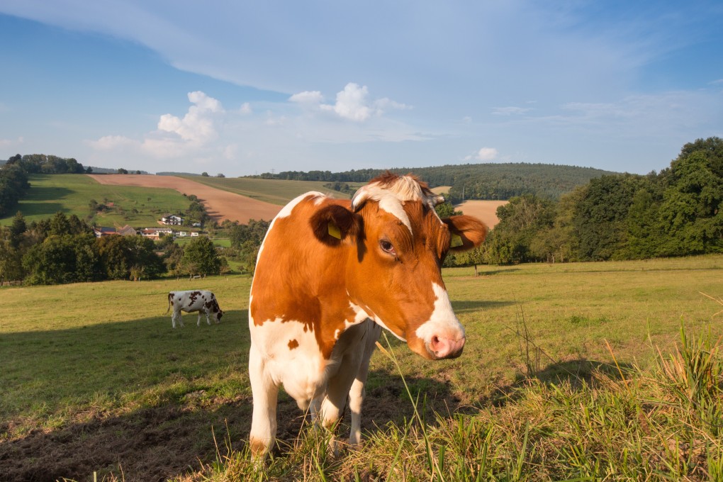 The German study found antibodies in cattle that were specific to the coronavirus. Photo: Shutterstock