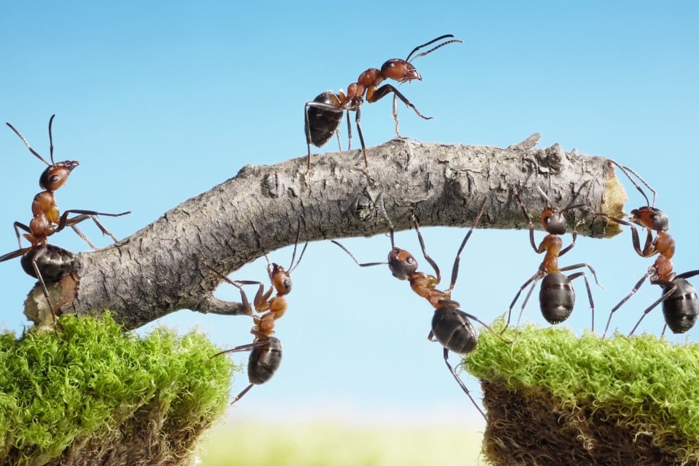 A Facebook group where everyone pretends to be ants has gained new life during the pandemic, its membership swelling to two million. It is one of about 100 role-playing groups on the social media platform. Photo: Shutterstock