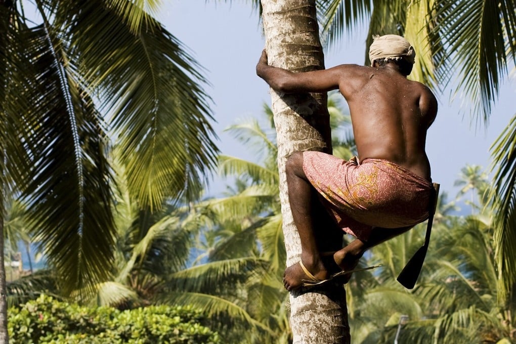 A man deftly climbs a palm tree to pick coconuts in Kerala, India. Many coconut pickers have benefited from new equipment that makes the job safer and allows them to work faster and earn more money – developments that for the first time have drawn women to the job. Photo: Shutterstock