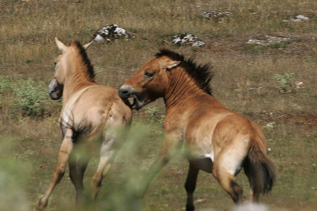 France’s horse world is increasingly gripped by fear. Photo: AFP