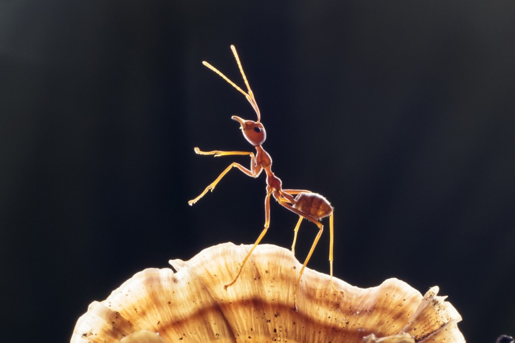 With nature ‘red in tooth and claw’, sociobiology often seems more devious than Sun Tzu and Machiavelli; some ants, for instance, are so cruel to aphids it sounds like a horror movie. Photo: Shutterstock