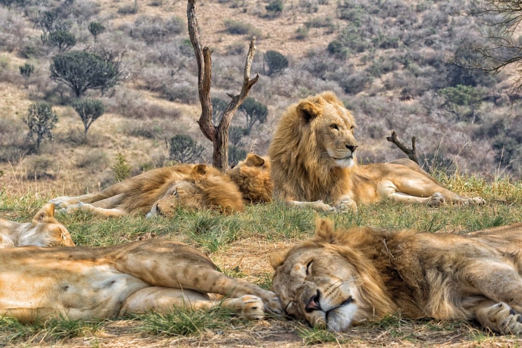 Lions in South Africa. Photo: Shutterstock