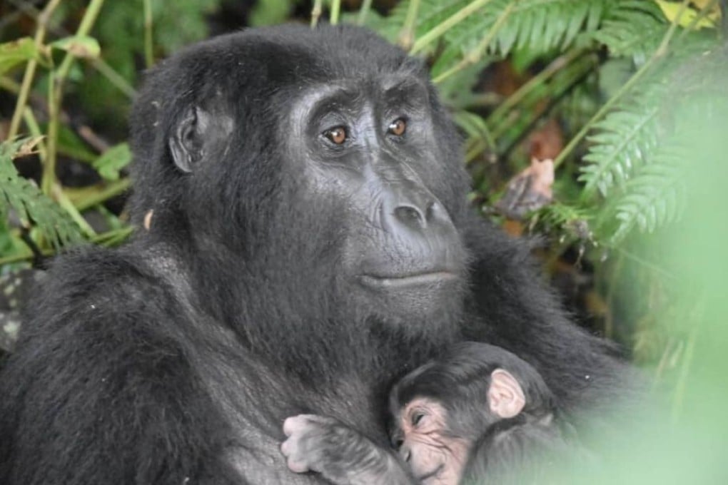 A gorilla named Ruterana holds a newly born baby gorilla from the Rushegura gorilla family in Bwindi Impenetrable National Park in Uganda. Seven babies have been born in the park this year compared to three for the whole of 2019. Photo: Reuters