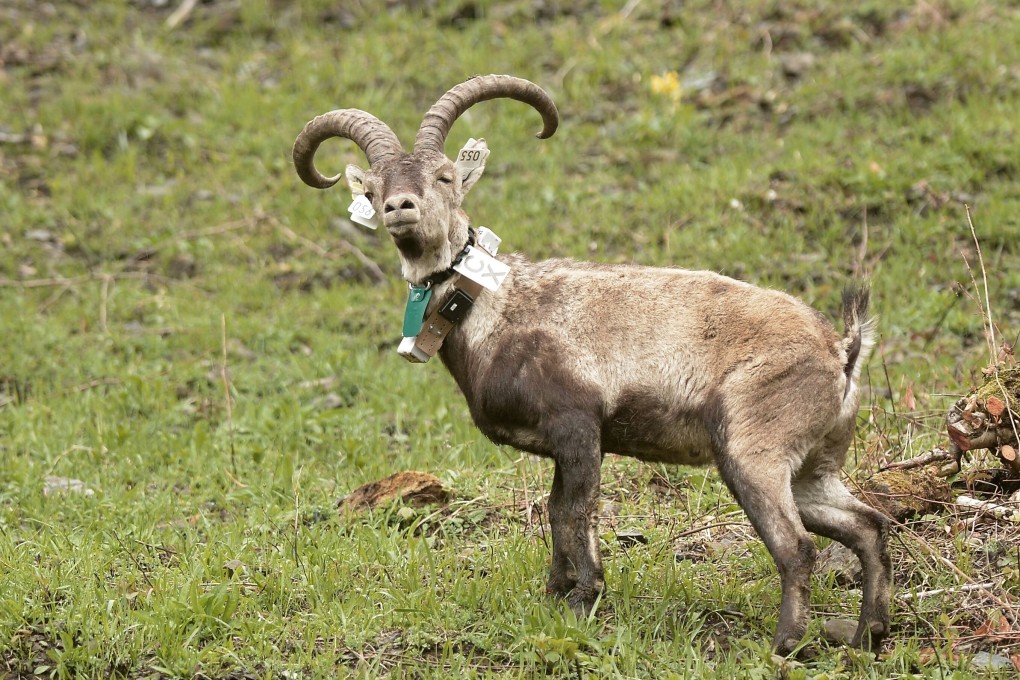 A seven-year-old male, with tags and identification collar, during the release of seven ibexes from Spain’s Guadarrama National Park in France’s Pyrenees National Park near Accous, in the Aspe Valley in the French Pyrenees. Photo: AFP