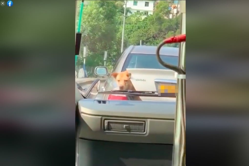An online video shows a dog looking out of the unlocked boot of a car as it travels down the highway. Photo: Facebook