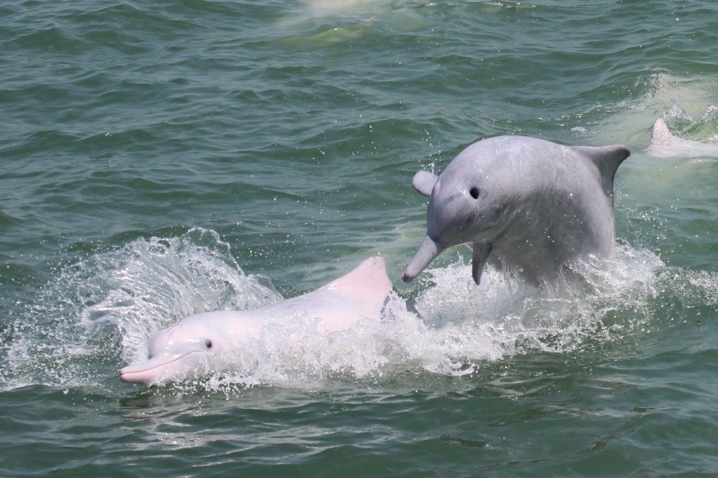 Chinese white dolphins play in Hong Kong waters in 2016. Photo: Hong Kong Dolphin Conservation Society
