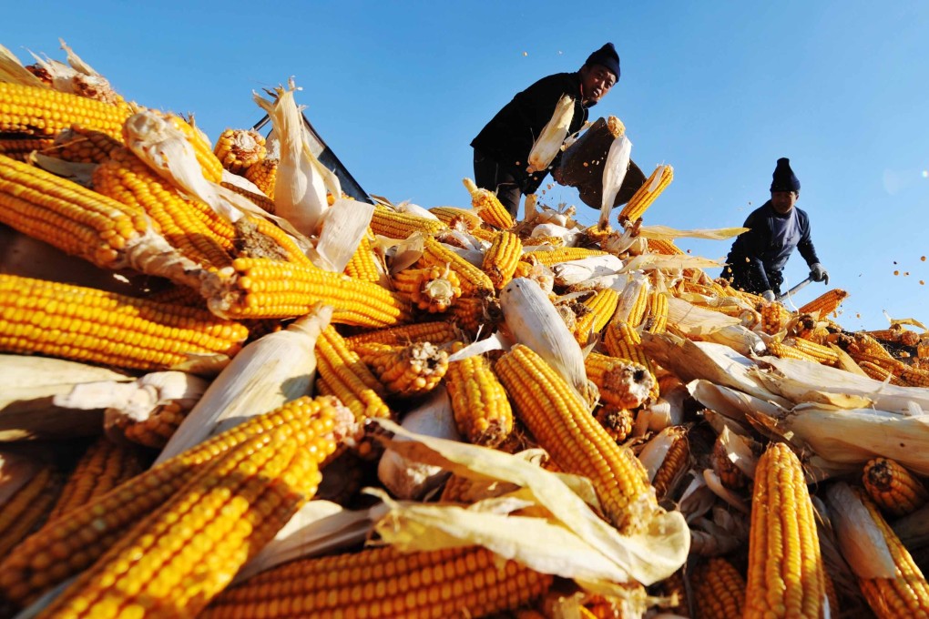 Farmers dry harvested corn at a grain depot in Heilongjiang province – part of China’s key northeastern grain region that was recently hit by three typhoons. Photo: Xinhua