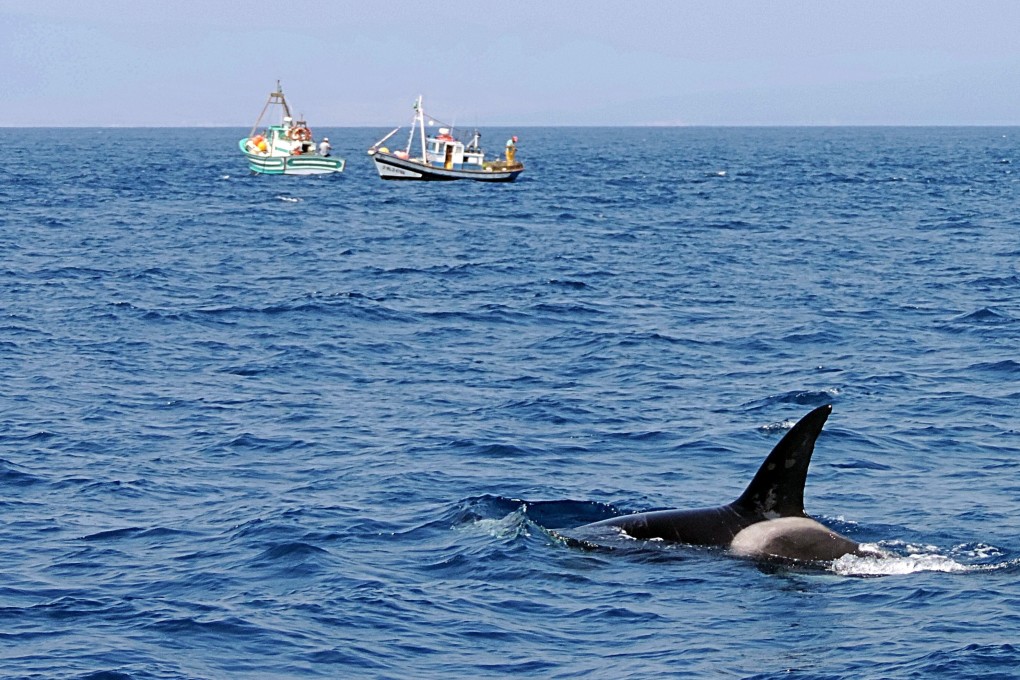 A killer whale off the coast of Tarifa, Cadiz, Spain. Photo: Shutterstock