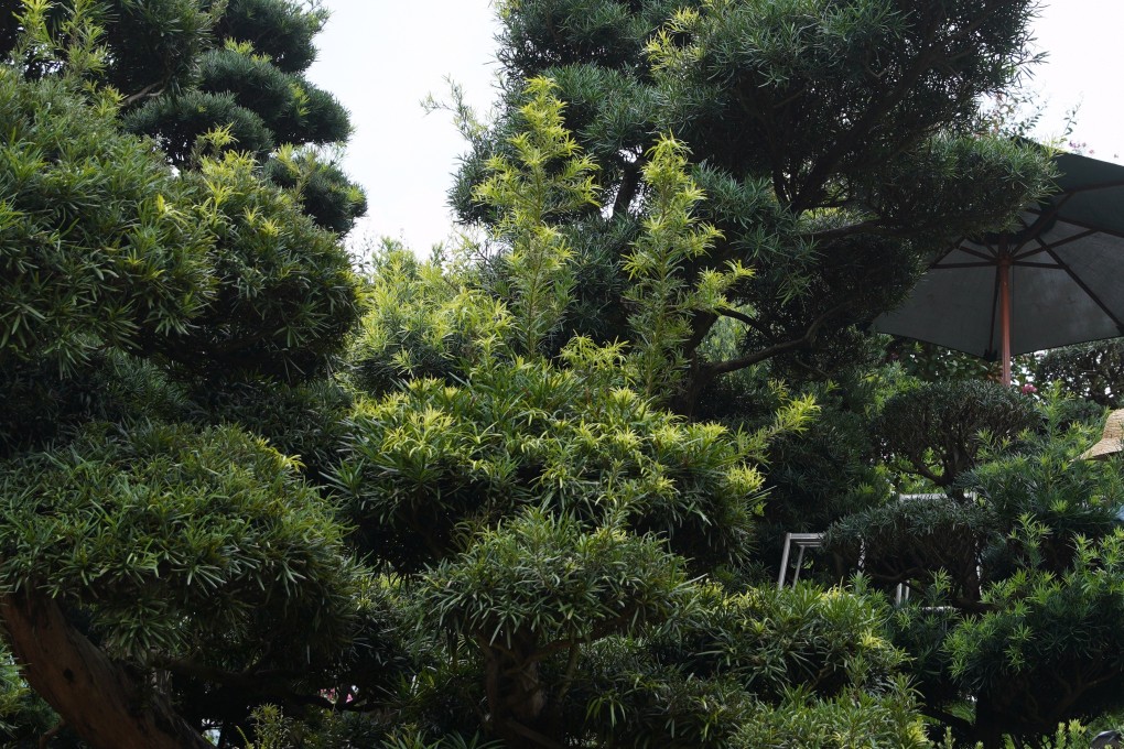 The coronavirus outbreak has boosted demand for greenery in the Philippines. Photo: SCMP