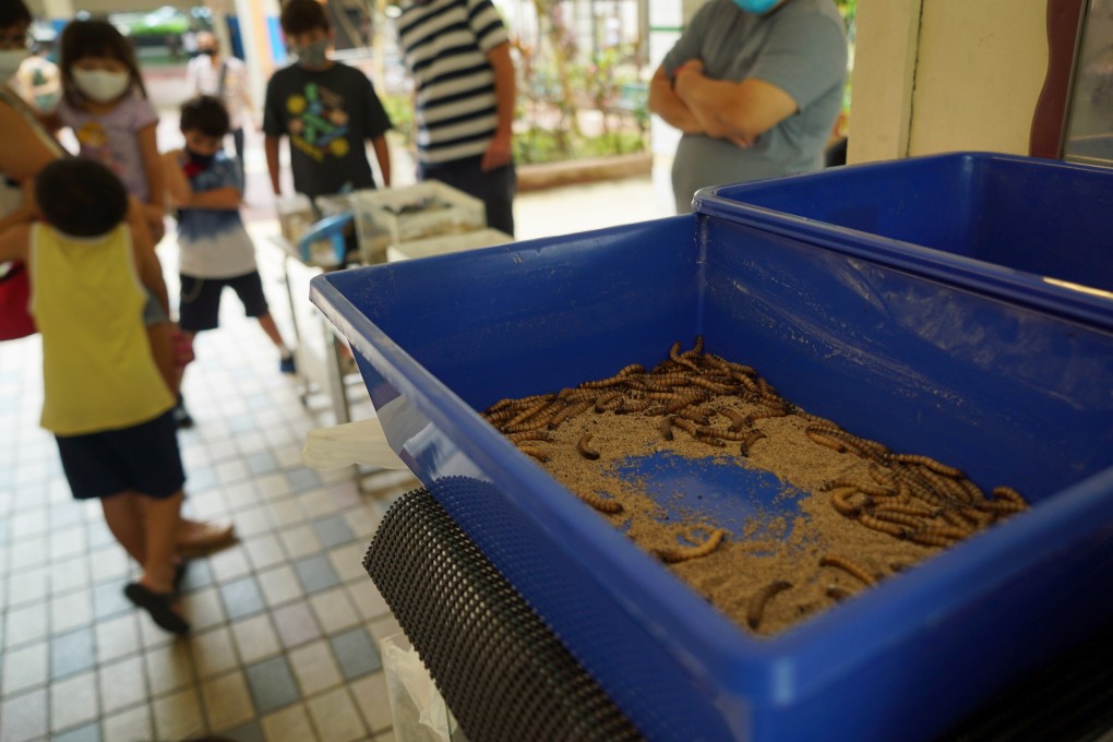 Live worms, used for ant feed, in a tray outside the Just Ants shop in Singapore. Photo: Reuters