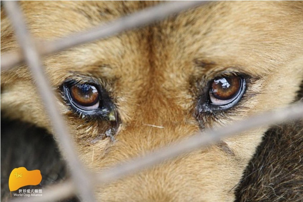 Despite the rising popularity of dog ownership in Hong Kong, doubts have been raised over the city’s suitability for pets. Photo: World Dog Alliance