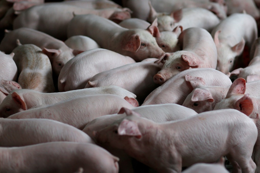 Transplants from pigs have long been explored as a solution to the global shortage of human organs for patients with organ failure. Photo: Reuters