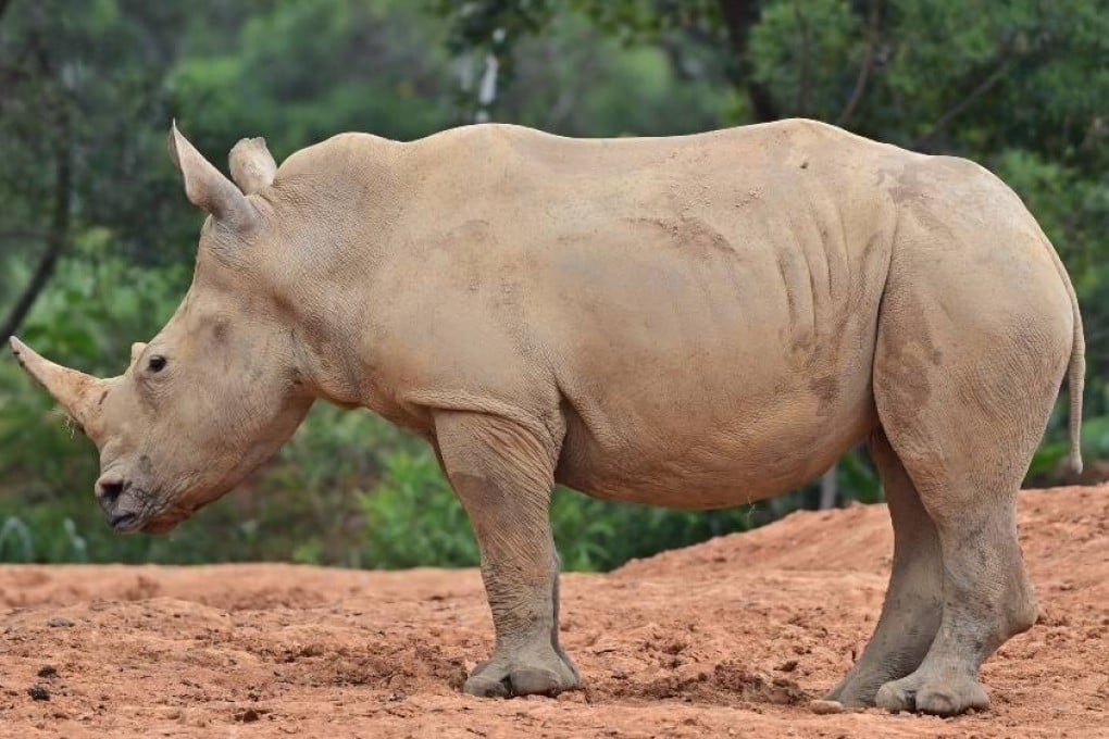 A female white rhino, Emma, from the Leofoo Safari Park in Taiwan will be sent to Japan’s Tobu Zoo and Amusement Park in March next year to mate with a male and help improve the genetic diversity of it herd. Photo: Leofoo Safari Park