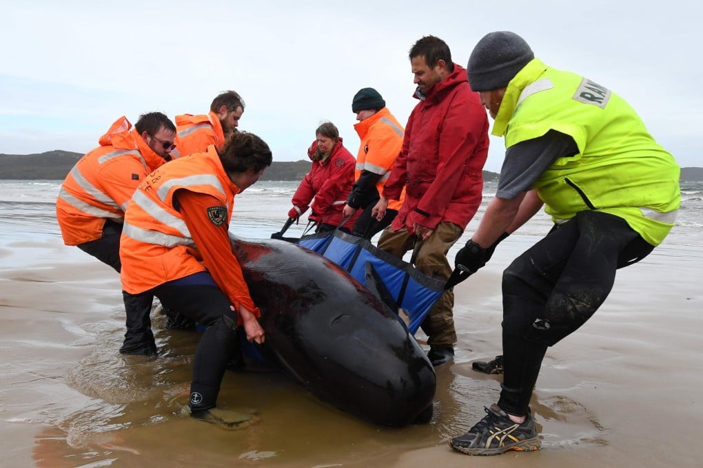Volunteers and wildlife officials work to save a whale stranded on a beach in Macquarie Harbour in Tasmania. Photo: AFP