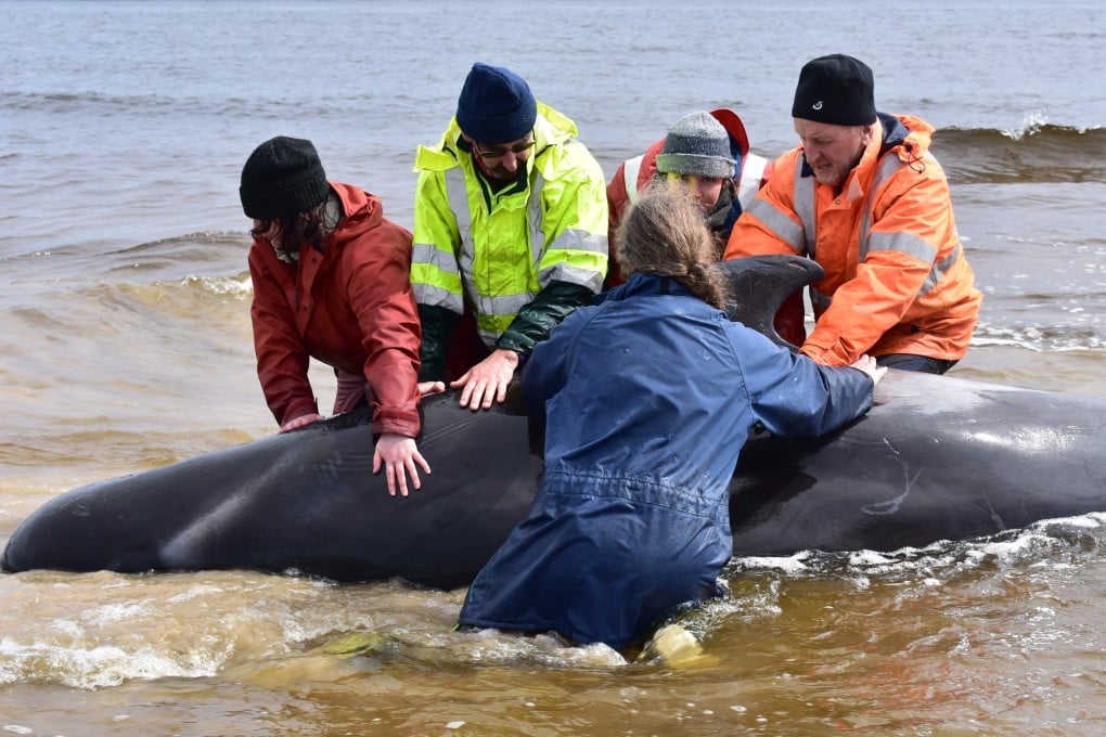 Rescuers attempt to save a whale on a beach in Macquarie Harbour on September 25, 2020. Photo: AFP