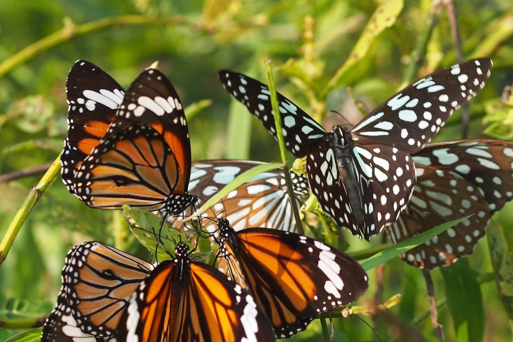 Tiger butterflies in Hong Kong. Photo: Martin Williams