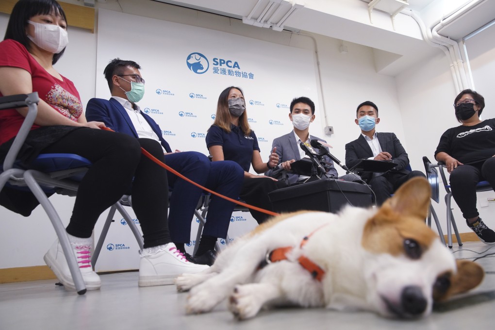 Consignees Miss Chow and Mr Suen (full names not given); Vivian Or Wai-yin, Society for the Prevention of Cruelty to Animals (SPCA) welfare practice manager; Tam Hon-wing, senior inspector; Anson Kwok Chi-kin, police constable; and Miss Lung (full name not given), a consignee, together with dog Ching Huang (foreground), attend a small group briefing at SPCA headquarters in Wan Chai on pets reunion after many pets were washed up on Hong Kong beaches, and appeal to pet owners not to rely on illegal agents. Photo: Winson Wong