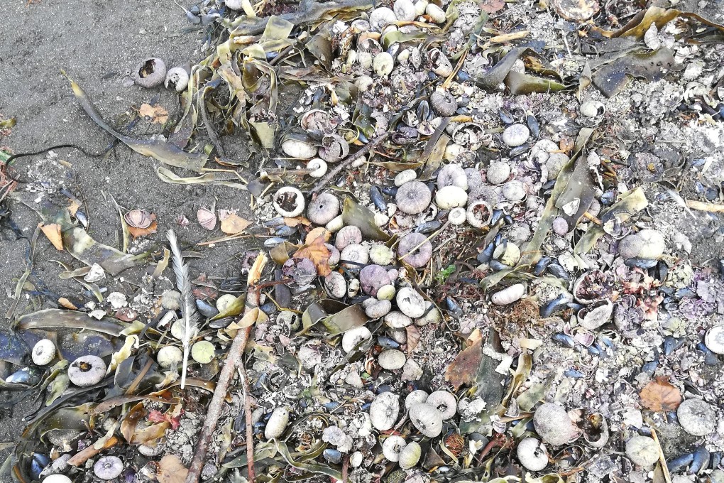 Dead sea life washed up on the shore due to unexplained water pollution in Kamchatka region, Russia. Photo: WWF Russia