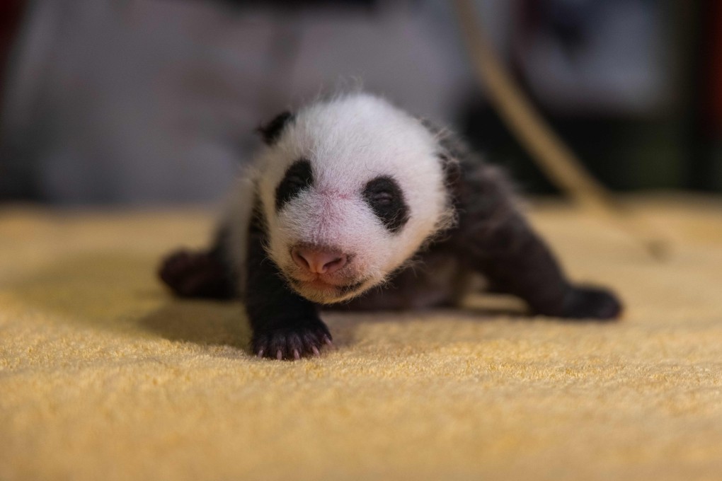 The Smithsonian’s National Zoo’s six-week-old giant panda cub had its first veterinary exam last month. Photo: Roshan Patel/Smithsonian’s National Zoo handout via AFP