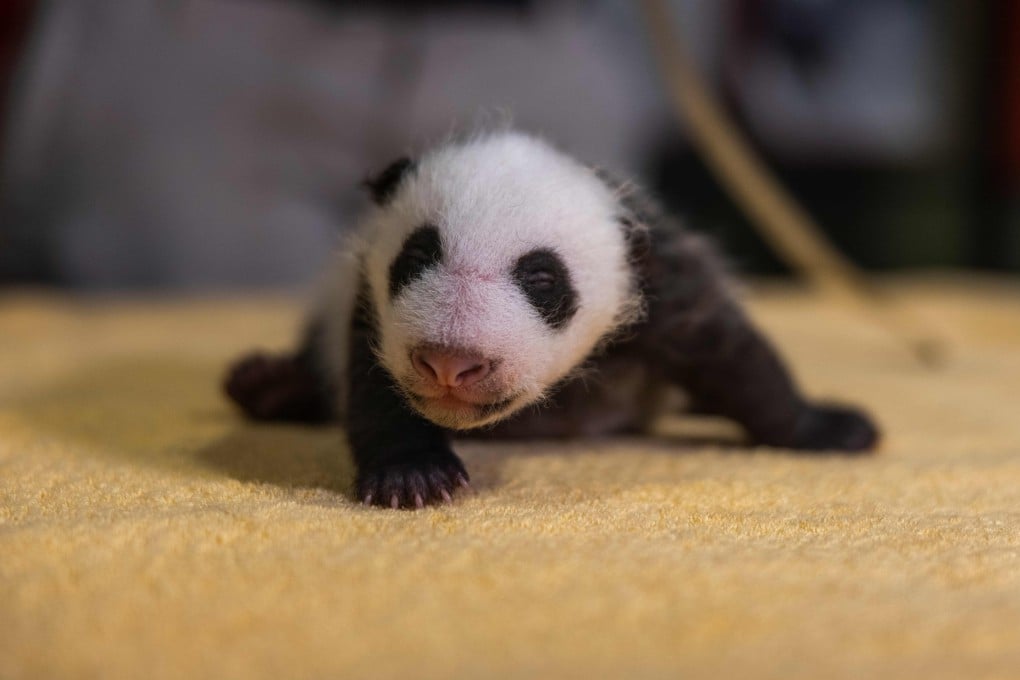 The Smithsonian’s National Zoo’s six-week-old giant panda cub had its first veterinary exam last month. Photo: Roshan Patel/Smithsonian’s National Zoo handout via AFP
