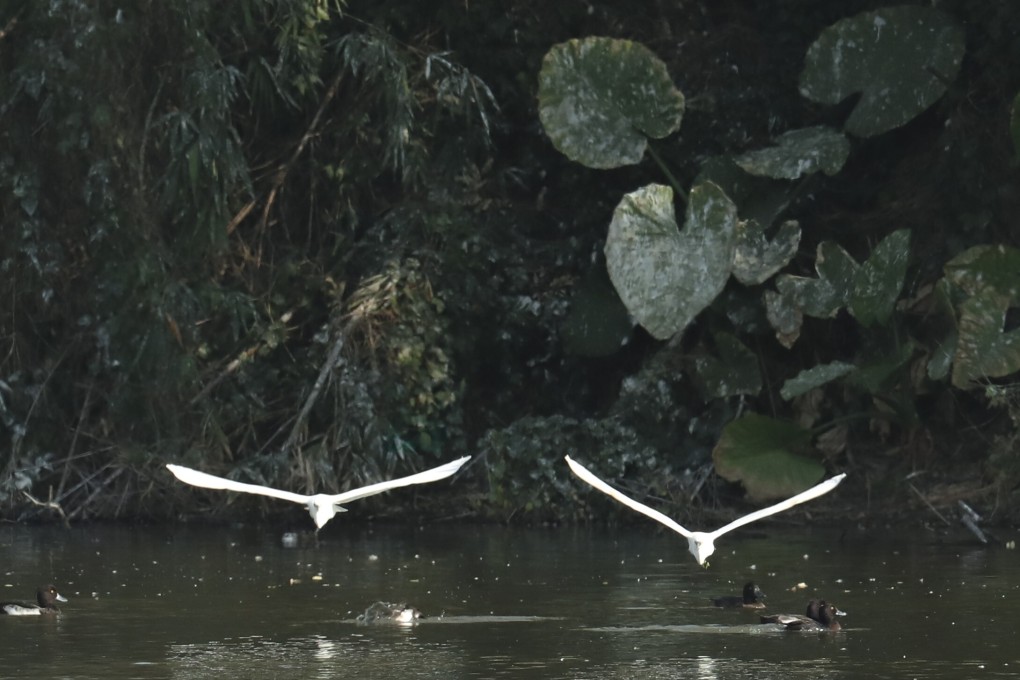 Birds swoop in over a pond at Hong Kong’s Mai Po nature reserve in Yuen Long, in the winter of 2019. The nature reserve serves as a key way station and wintering site along the East Asian-Australasian Flyway along which 50 million migratory waterbirds travel each year. Photo: Nora Tam