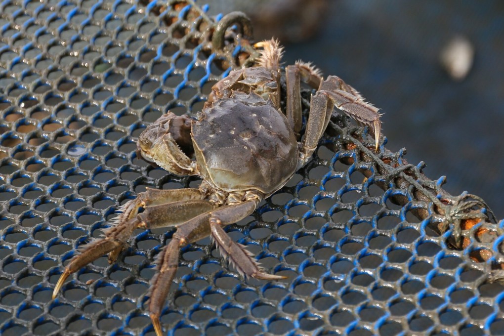 Hairy crabs, a popular delicacy famed for their roe, are in season from late-September to November. Photo: SCMP