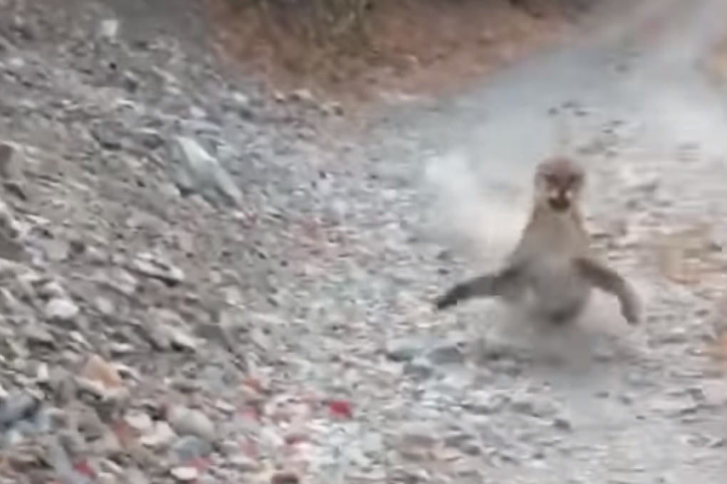 Kyle Burgess is stalked by a cougar for six minutes. Image: Facebook