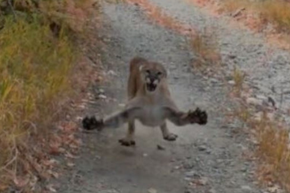 The cougar that followed Kyle Burgess for nearly six minutes. Photo: Instagram/kunkyle