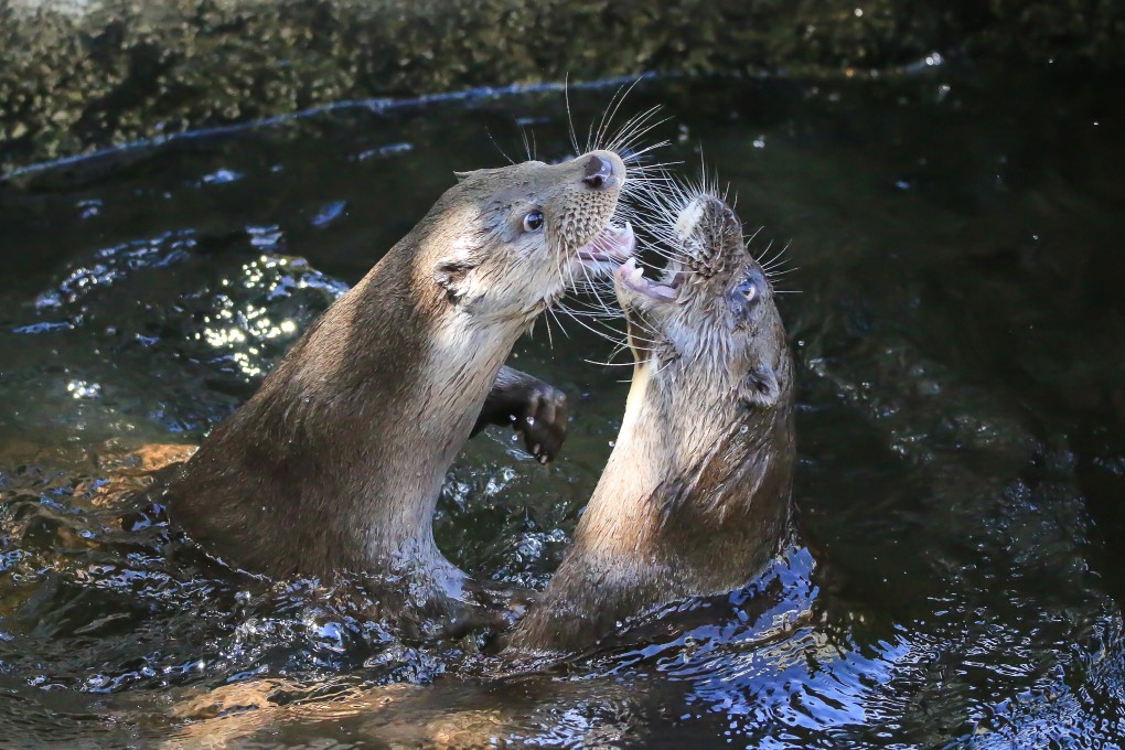 Eurasian otters are endangered in Hong Kong after decades of hunting and habitat loss. Photo: UK Wild Otter Trust
