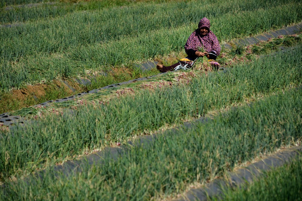 A woman takes part in the harvest at a farm near Banda Aceh on January 22. Indonesia had 22 million people facing starvation at the end of 2019, a number that could increase as the pandemic drives up unemployment. Photo: AFP
