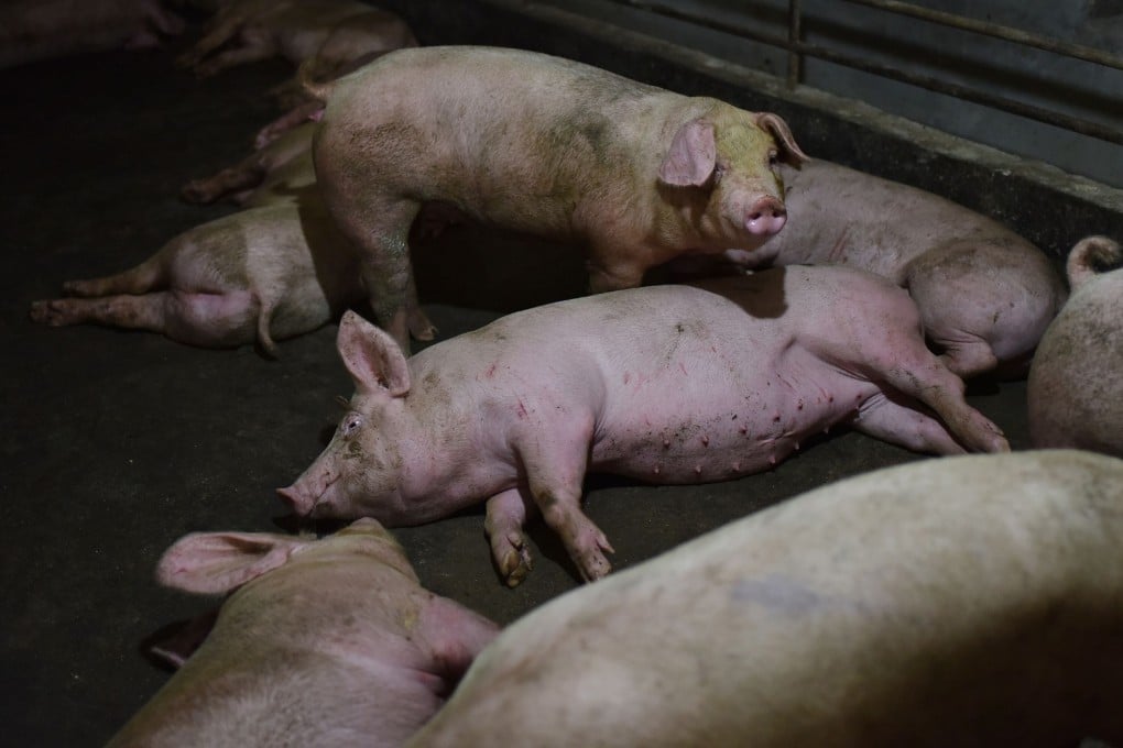 The new virus causes gastrointestinal issues in swine and it might produce respiratory or other issues in people, said Rachel Graham of UNC’s Department of Epidemiology. Photo: AFP via Getty Images / TNS