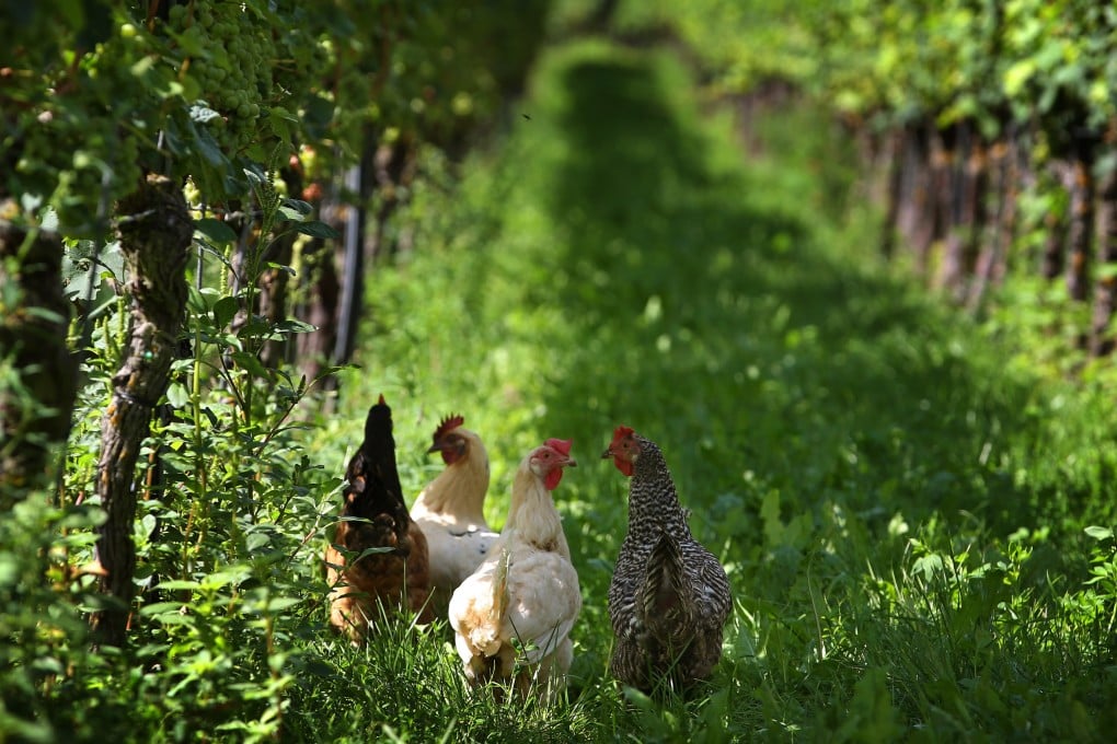 Chickens gather in a vineyard near Nordheim, Germany. Organic wineries are increasingly using animals to keep pests and weeds at bay. Photo: Getty Images